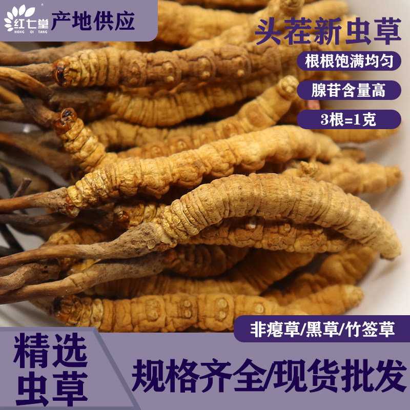 正宗冬虫夏草干货 人工筛选干净虫草 日常炖煮泡茶食材