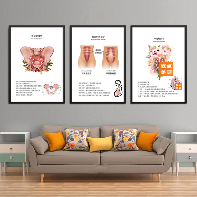 骨盆腹直肌外阴解析挂画 医美私密美容院装饰画月子会所产康墙画