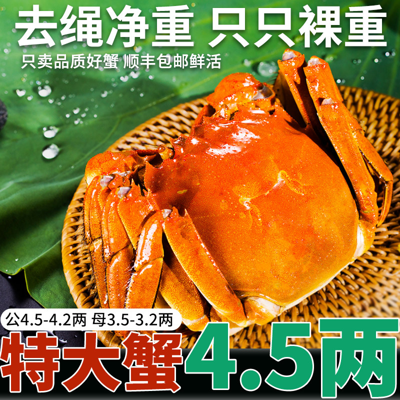 鲜活蟹王蟹后特大闸蟹螃蟹礼盒官大闸蟹