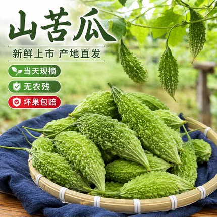 福建新鲜山苦瓜现摘现发农家小苦瓜当季蔬菜酒店煲汤清炒鲜苦瓜仔