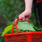 Толковые листья Свежий шелкорный червр ребенок 500 грамм маленького шелкота