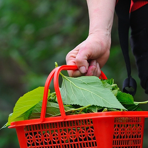 Толковые листья Свежий шелкорный червр ребенок 500 грамм маленького шелкота