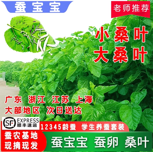 Шелковой червр детские тулотные листья питают шелкорный червя свежо -тумолочные листья, которые поднимают костюмы шелковика, свежее маленькое шелколочное шелковое измельчение сельскохозяйственное основание, забирая яйца шелковика