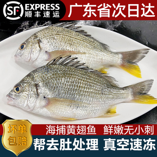 黄翅鱼黄立鱼海鱼鲜活冷冻潮汕海鲜水产黄墙鱼黄腊鱼海捕黄脚立