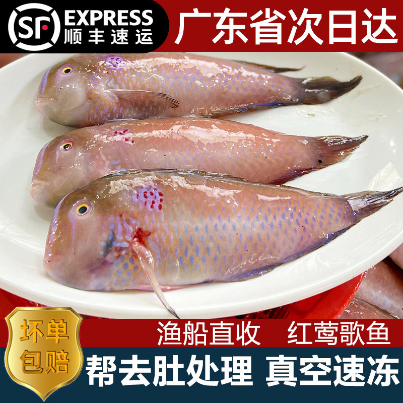 红莺歌鱼一份一斤帮去肚处理图片