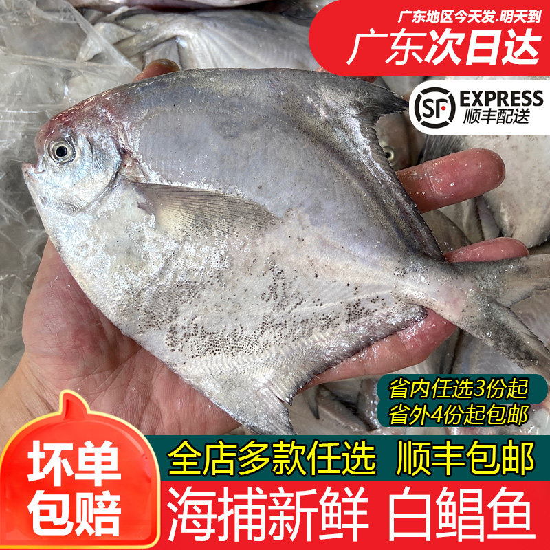 白鲳鱼海鱼海捕新鲜冷冻潮汕海鲜水产大银鲳粉鲳金鲳平鱼小白昌鱼