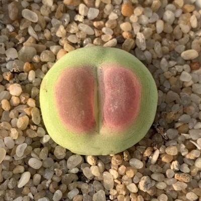 拉登肉锥ratum一物一拍