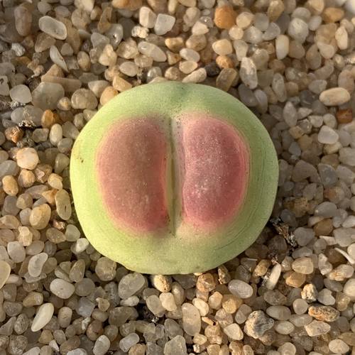 拉登肉锥ratum一物一拍
