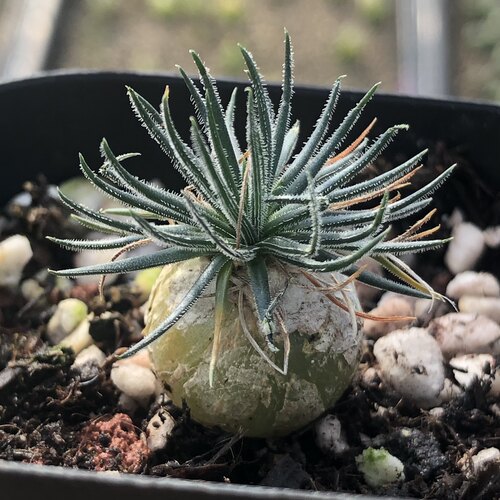 迷你海葱 有白毛潮流球根块根植物 苏西的花园阳台迷你盆栽植物