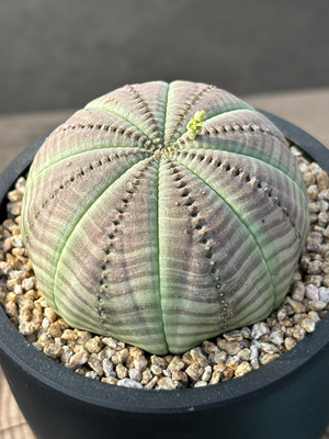 布纹球实生大戟科块根植物 一物一拍 苏西的花园