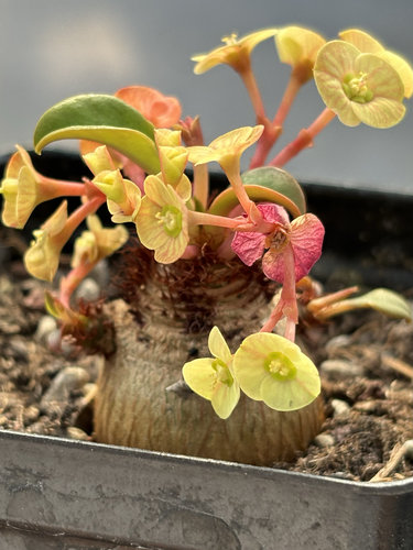 象鼻大戟块根多肉植物 Euphorbia ramena 苏西的花园阳台创意盆栽