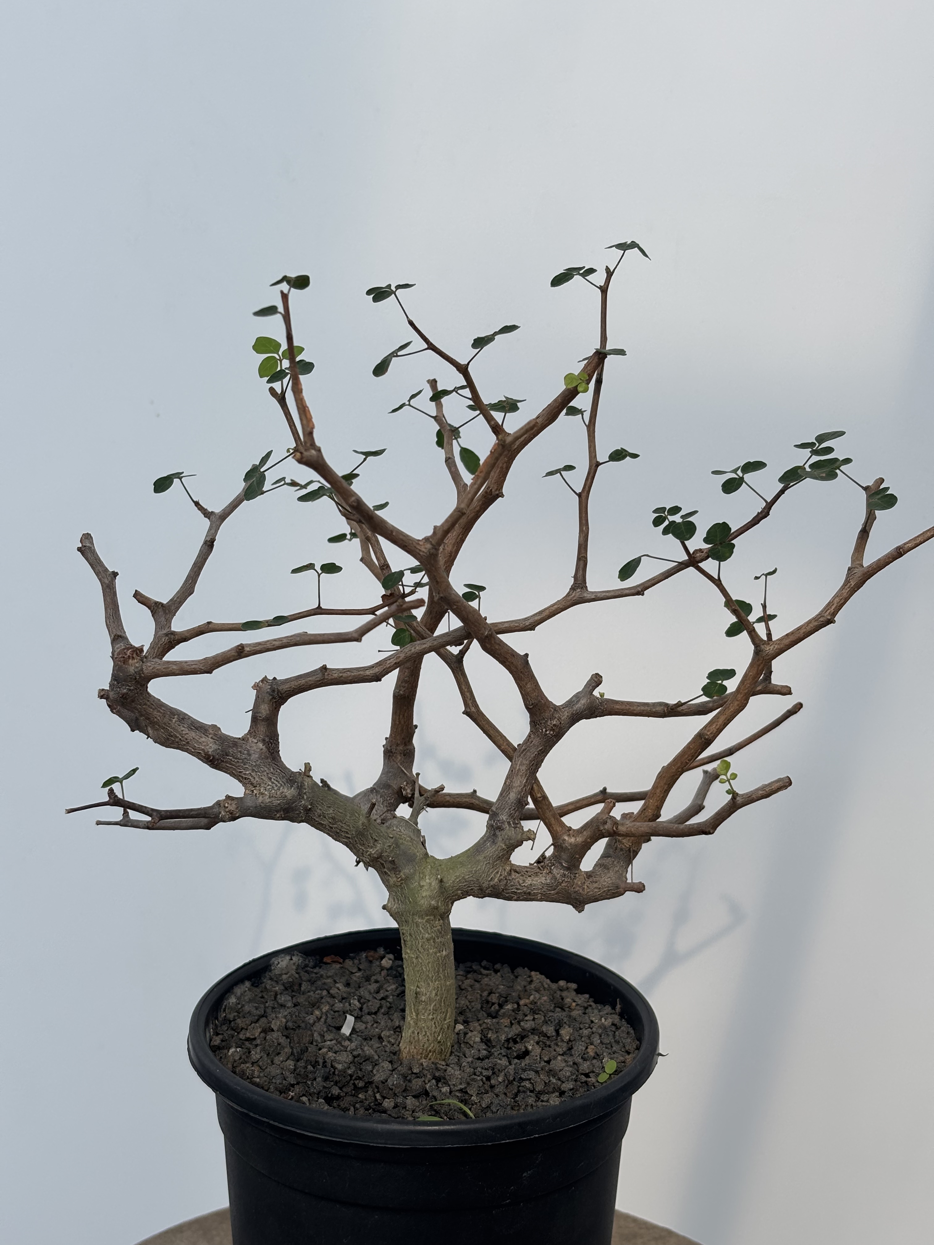 波叶没药橄榄 Commiphora sinuata 珍奇块根盆景绿植苏西的花园