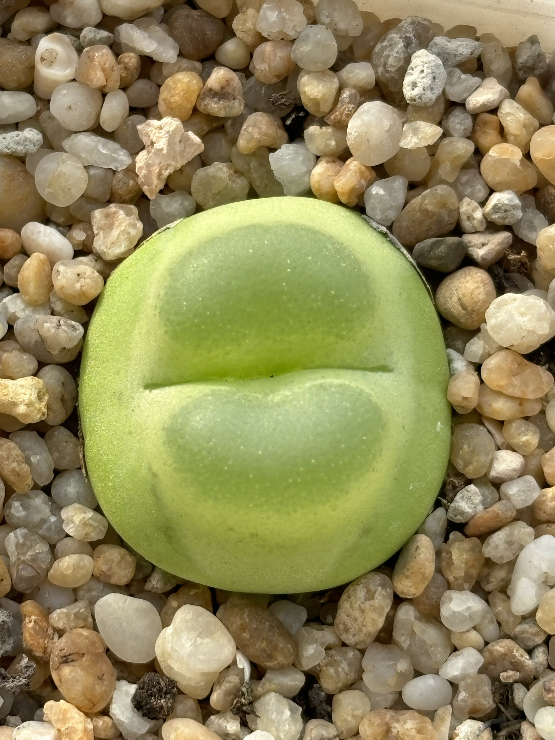 肉锥拉登8年生一物一拍尺寸2.8cm 番杏科多肉苏西的花园阳台盆栽