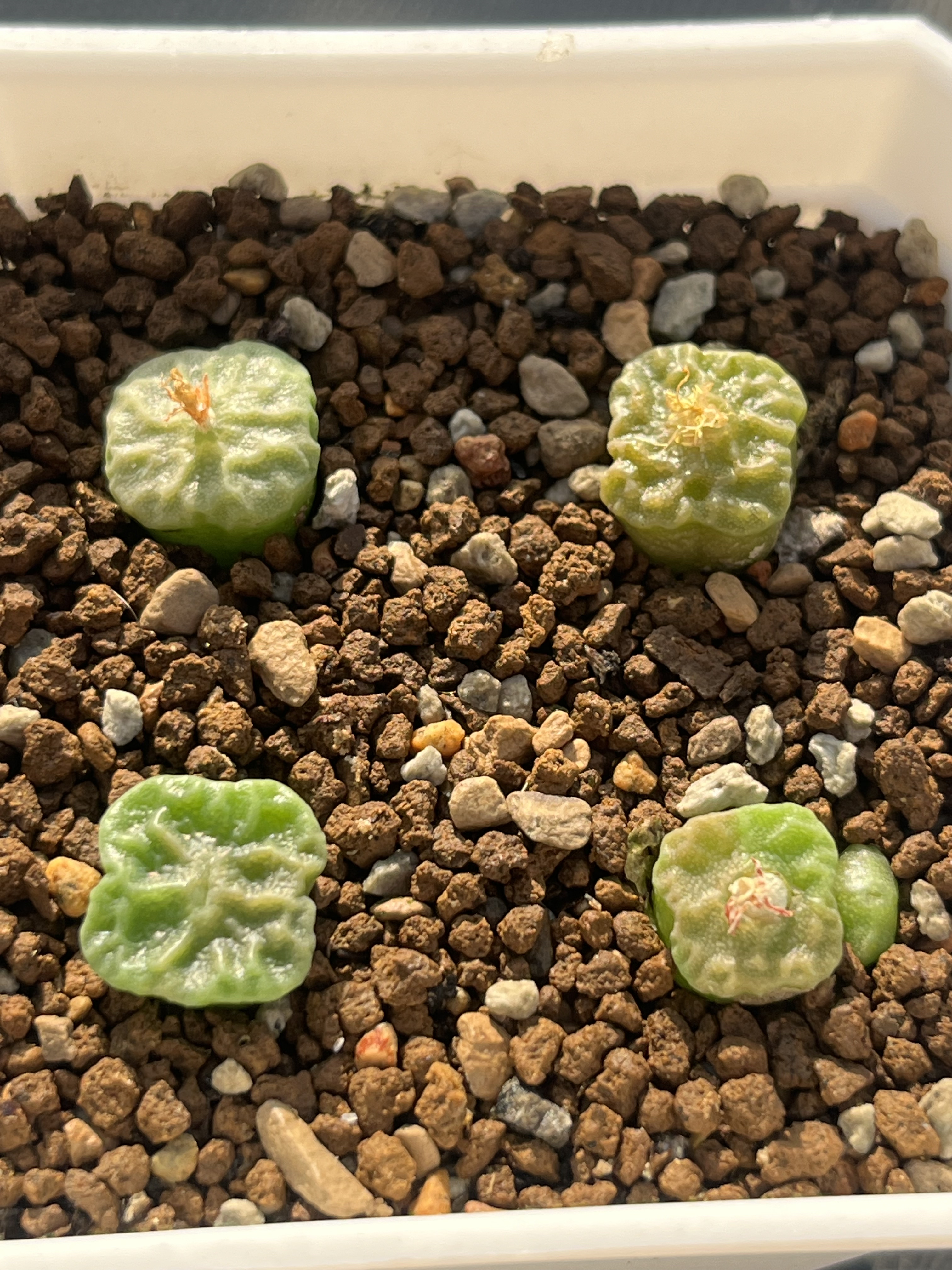 肉锥方烧麦1410.66烧卖群生 一物一拍 阳台盆栽迷你多肉植物