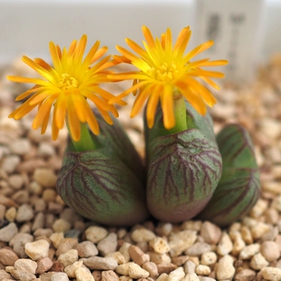 送奶工肉锥德国种源纯正送奶工包品种 番杏科肉锥 苏西的花园阳台