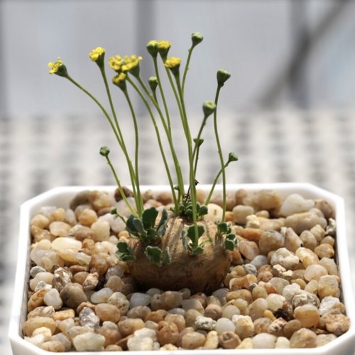 格加厚敦菊块根多肉植物 Othonna cacalioides  苏西的花园