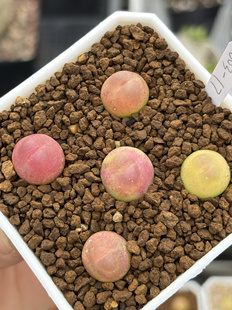 拉登sh2606肉锥一物一拍组盆带盆发货阳台迷你盆栽 苏西的花园