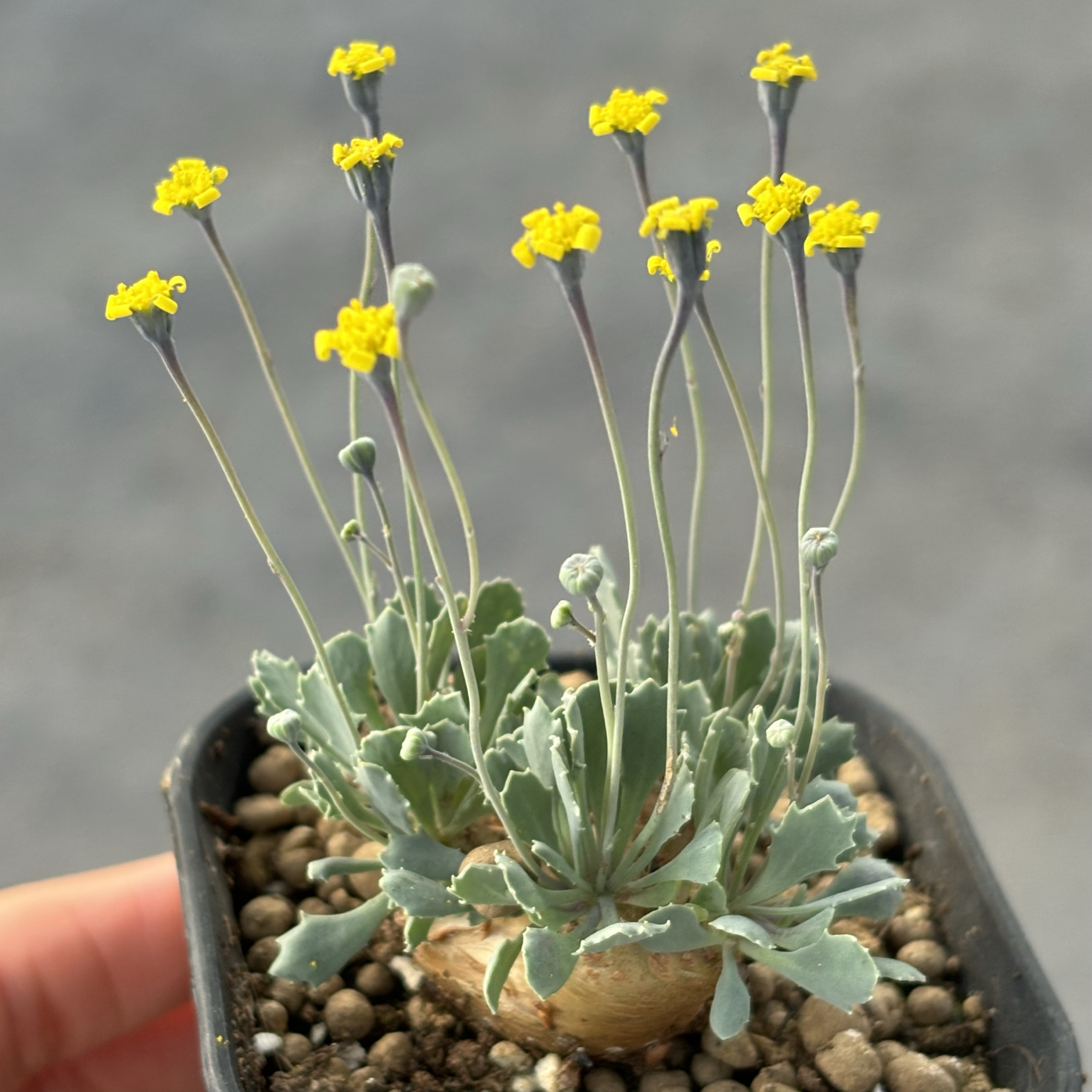 格加厚墩菊块根多肉植物 稀有块根 苏西的花园阳台迷你创意盆栽