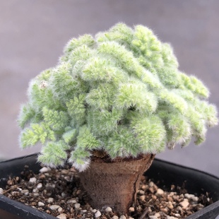 羽叶洋葵杨葵潮流块根羽毛般的叶子可爱块根多肉植物 一物一拍