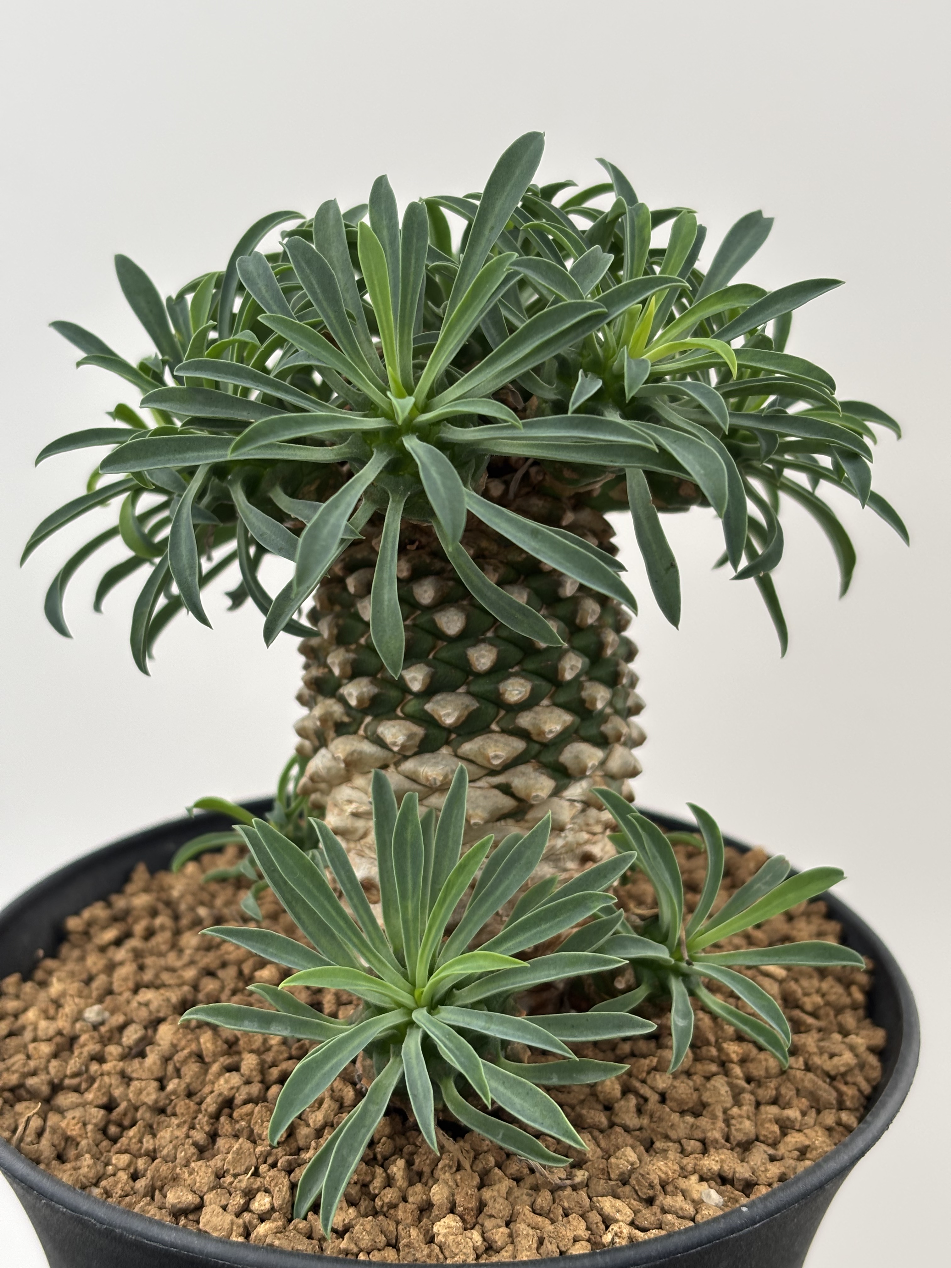 铁甲麒麟大戟科 菠萝头 多肉植物一物一拍块根 绿植花卉组合