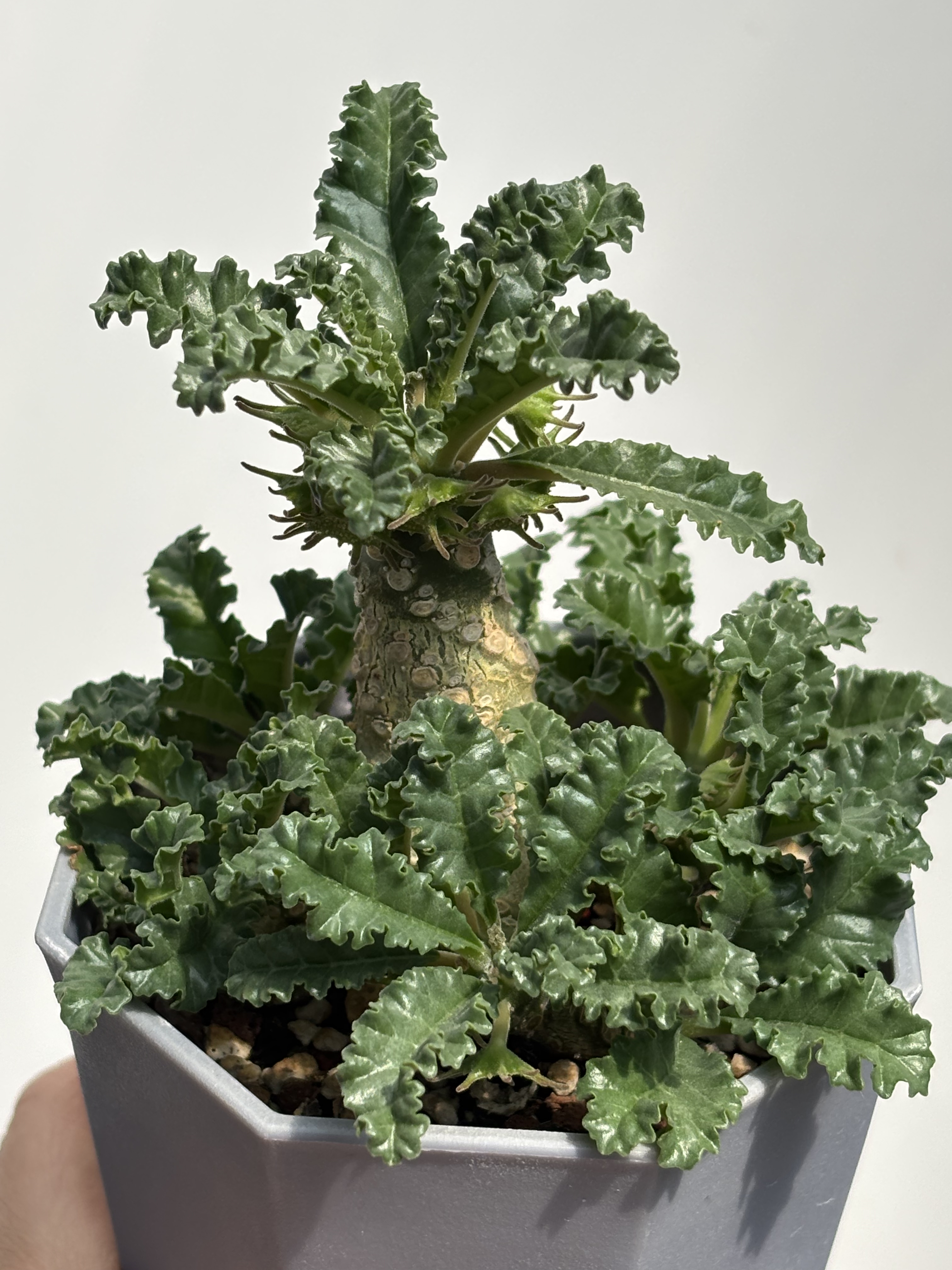 椰子琉桑块根植物一物一拍盆栽多肉苏西的花园阳台绿植