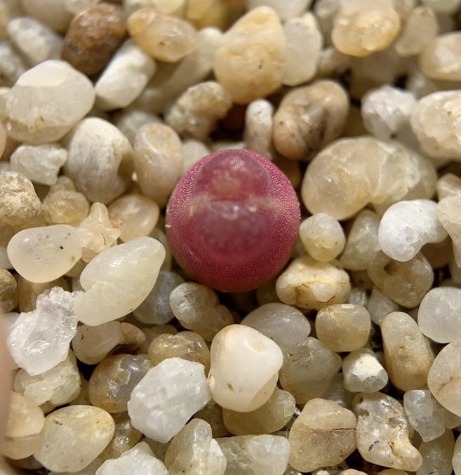 迷你杏番多肉植物一物科创意肉锥阳台一拍