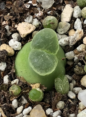 肉锥小奶瓶风铃LAV27214 番杏科阳台迷你创意盆栽 苏西的花园