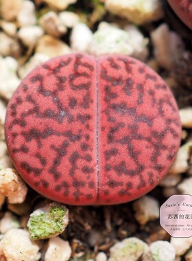 生石花 岛田 C393A 紫柘榴 紫石榴 3年 一物一拍 苏西的花园