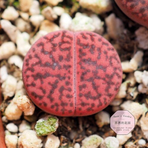 生石花 岛田 C393A 紫柘榴 紫石榴 3年 一物一拍 苏西的花园