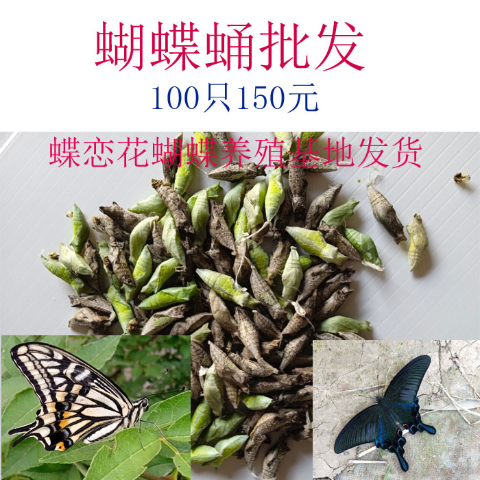 蝴蝶蛹柑橘凤蝶蛹玉带凤蝶蛹碧凤蝶蛹活体蝴蝶蝴蝶幼虫蝴蝶卵