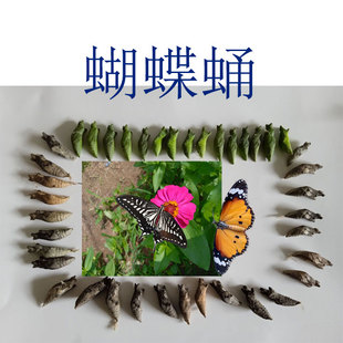 蝴蝶蛹真蝴蝶蛹蝴蝶幼虫蝴蝶卵柑橘凤蝶蛹玉带凤蝶蛹蝴蝶卵越冬蛹