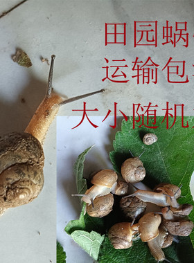 蜗牛活体田园蜗牛大小随机发