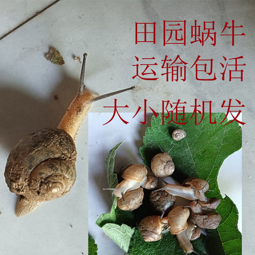 蜗牛活体田园蜗牛大小随机发