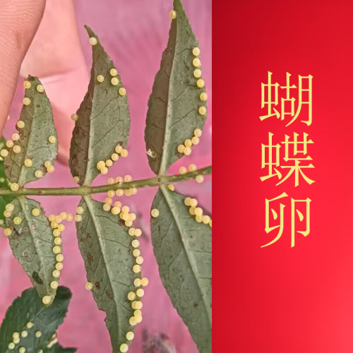 真蝴蝶柑橘凤蝶卵蝴蝶卵蝴蝶幼虫蝴蝶蛹活体蝴蝶孵化体验活物