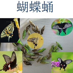 蝴蝶蛹可孵化蛹蝴蝶化茧成蝶无毒放飞儿童昆虫蝴蝶幼虫宠物越冬蛹
