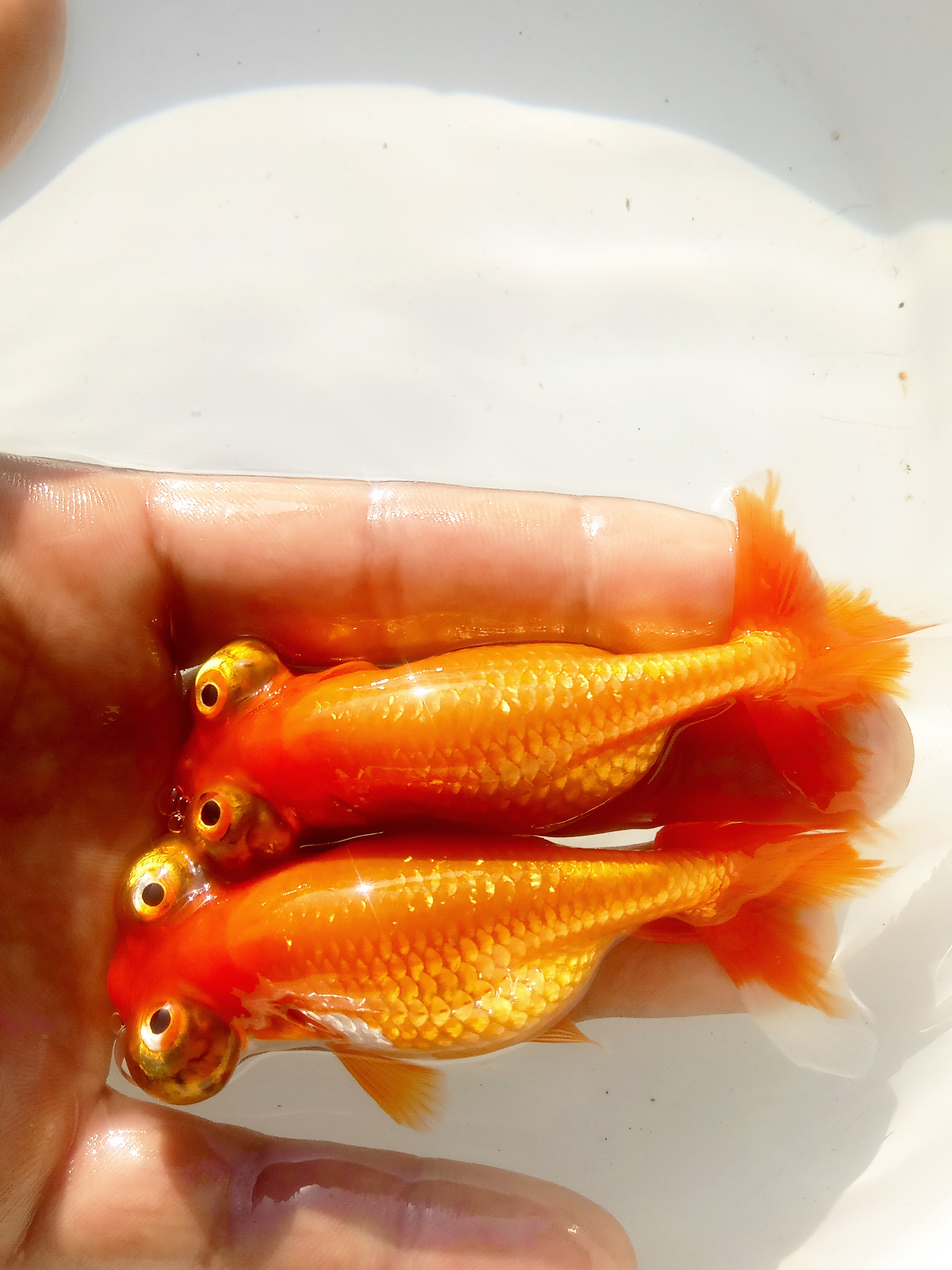 望天金鱼 朝天眼 望天眼 银朝天龙 望天龙金鱼眼百科图片 饲养繁殖 雌雄鉴别 Sbike 望天金鱼 朝天眼 望天眼 银朝天龙 望天龙金鱼眼百科图片 饲养繁殖 雌雄鉴别 Sbike