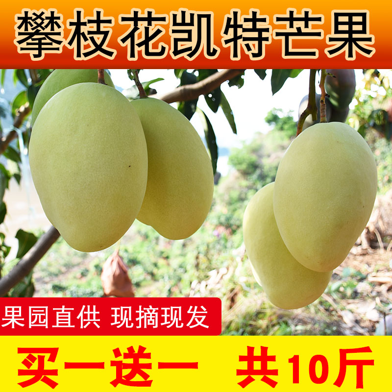 攀枝花凱特大芒果大青芒果四川當季熱帶新鮮水果特大整箱10斤包郵
