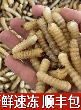 哈虫柴虫木虫新鲜活体速冻野生