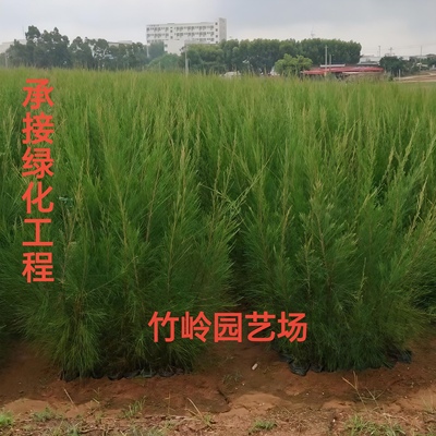 木麻黄树苗造林复绿苗马尾松树苗短枝木麻黄驳骨树苗绿化工程苗