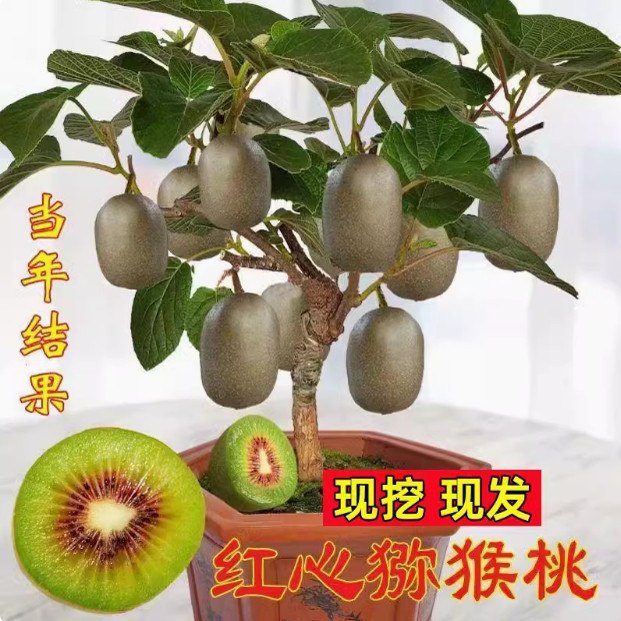 猕猴桃树果苗公母同株嫁接红心软枣徐香弥猴桃苗南方北方弥猴树苗图片