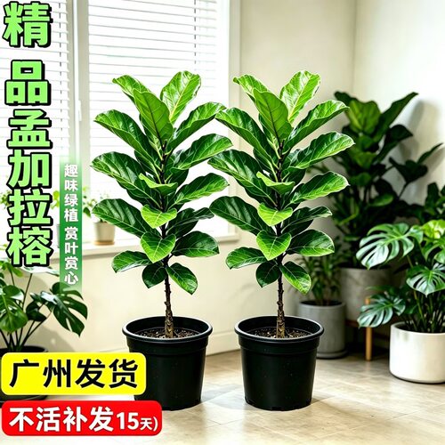 孟加拉榕树盆栽大型绿植办公室绿植家用盆景客厅前台阳台室内盆栽