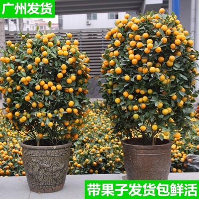 金桔树盆栽植物室内客厅阳台可食用带果招财花卉绿植盆景四季好养