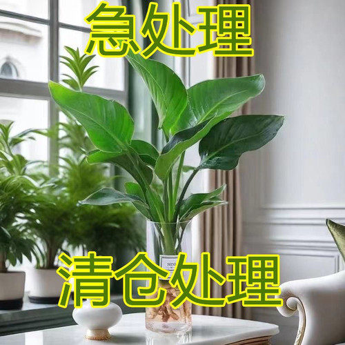 水培天堂鸟植物大绿植盆栽四季常青水养鹤望兰办公室内桌面好养活