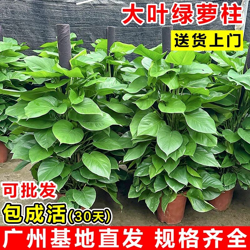 大叶绿萝柱大盆栽客厅大型绿植室内绿萝超大叶净化空气植物好养活