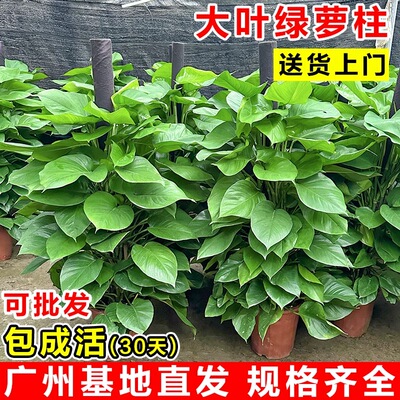 大叶绿萝柱大盆栽客厅大型绿植室内绿萝超大叶净化空气植物好养活