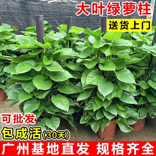 大叶绿萝柱大盆栽客厅大型绿植室内绿萝超大叶净化空气植物好养活