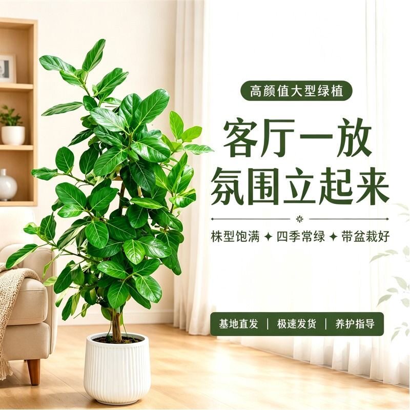 大型孟加拉植物室内大号盆栽耐阴好养大叶老桩落地客厅办公室绿植