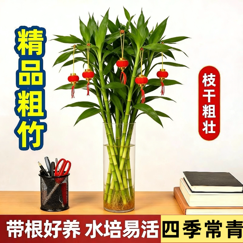 富贵竹水养客厅带根水培植物盆栽土招财大宽叶富贵竹粗竹加粗竹子