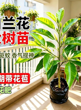 矮种白玉兰黄角兰盆栽四季开花带花苞黄玉兰苗浓香型阳台庭院植物
