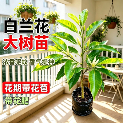 矮种白玉兰黄角兰盆栽四季开花带花苞黄玉兰苗浓香型阳台庭院植物